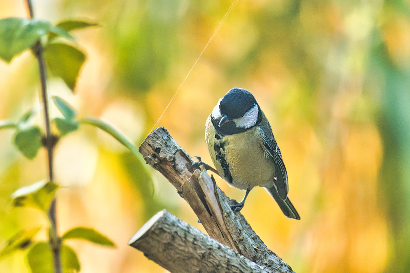 Vögel