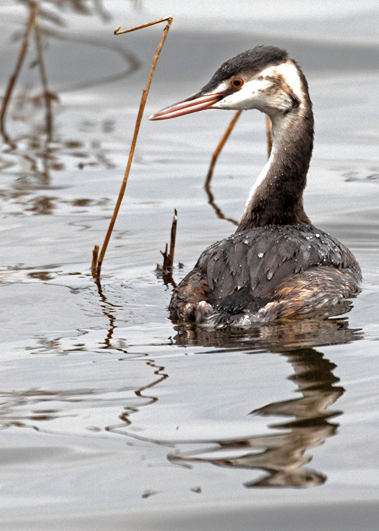 Haubentaucher in seinem Revier und auf Futtersuche