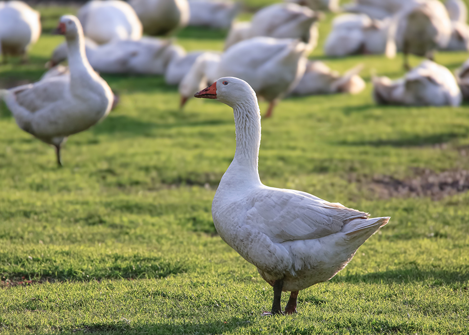 Gans - Portrait