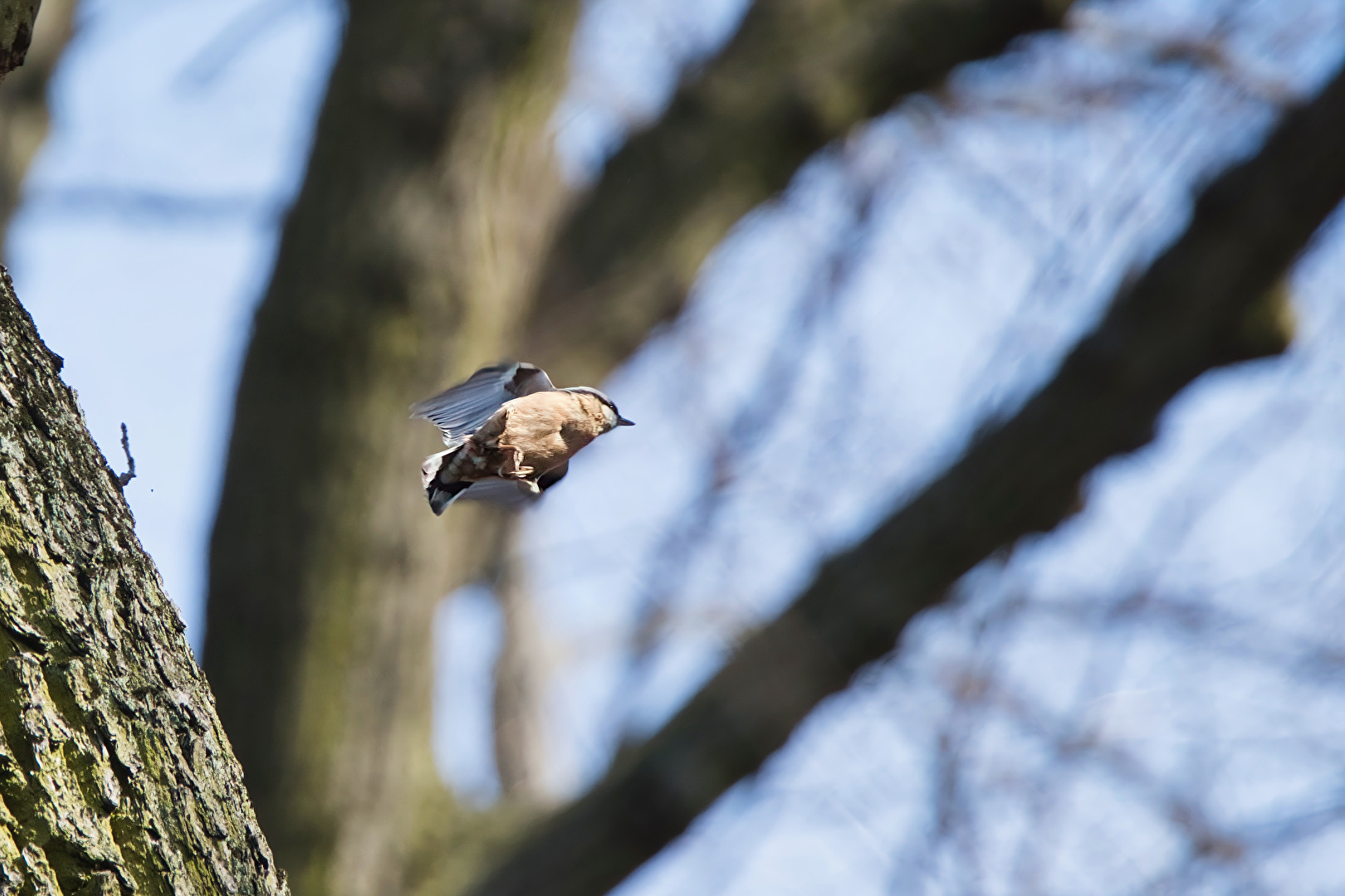 Vögel