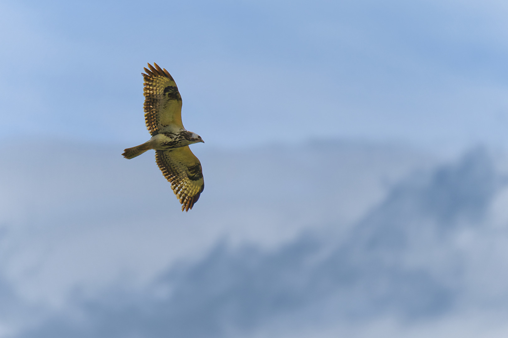 Vögel