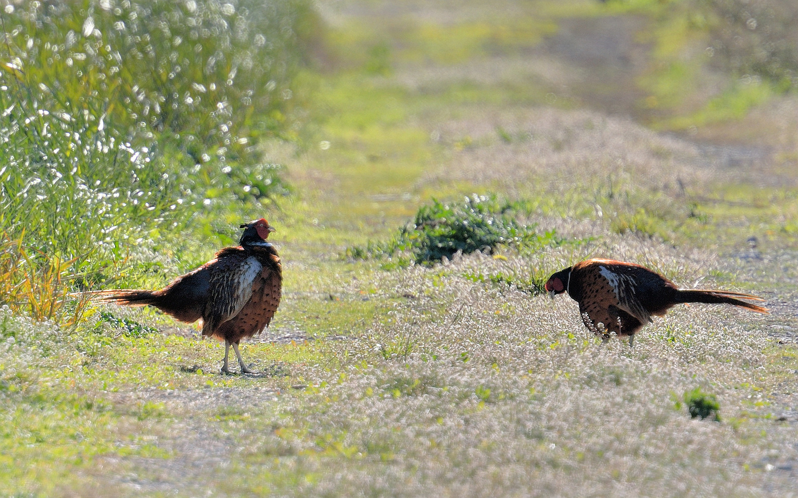 Aufforderung zum Tanz