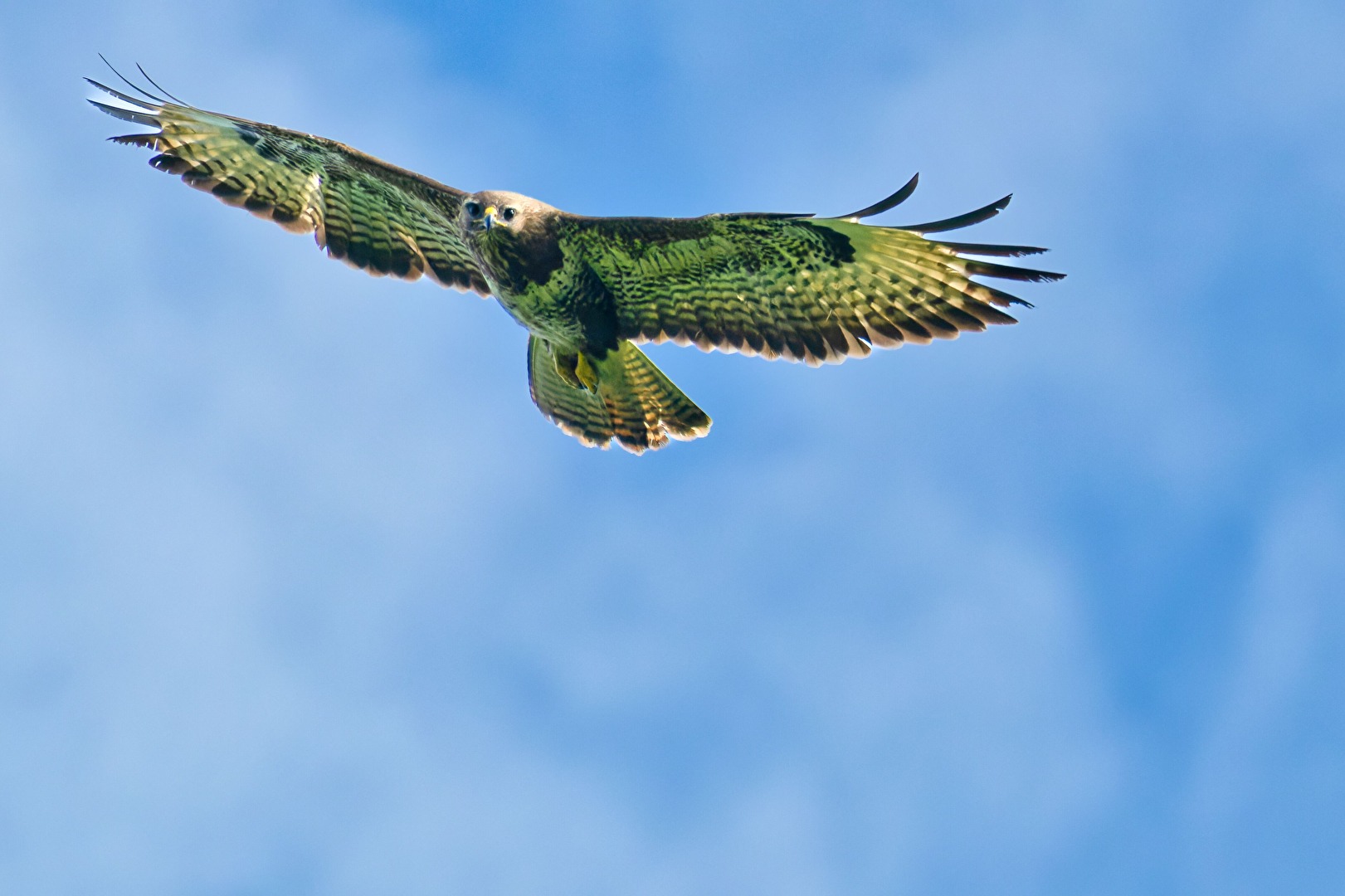 Vögel