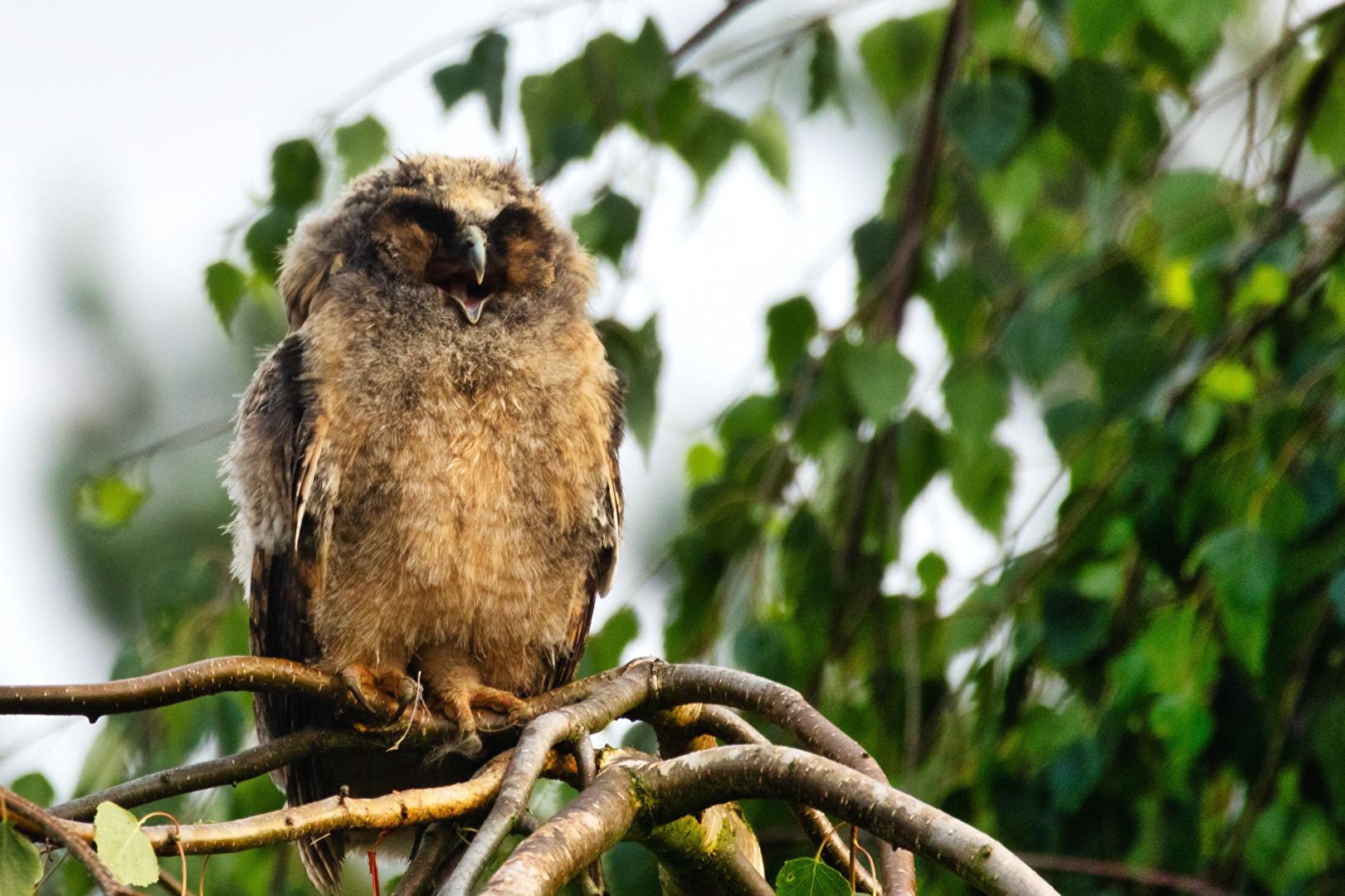 Vögel
