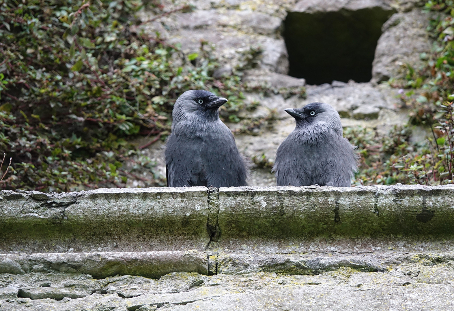 hast du schon gehört ....