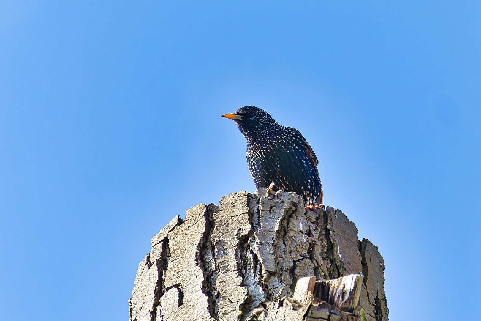 Vögel
