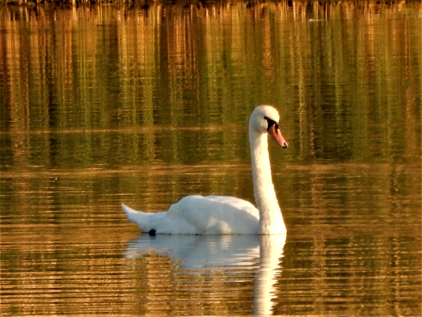 im goldenen Licht