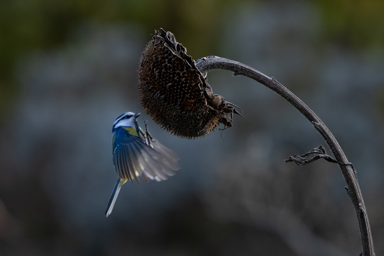 Blaumeise