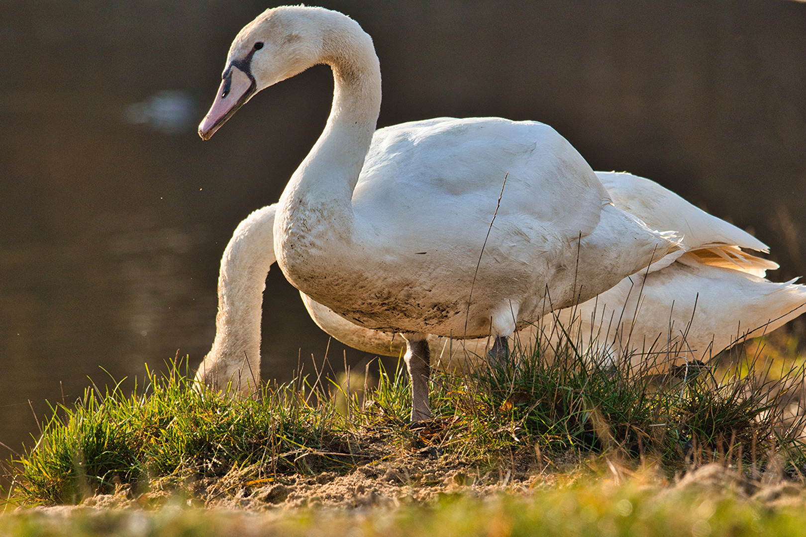 Vögel