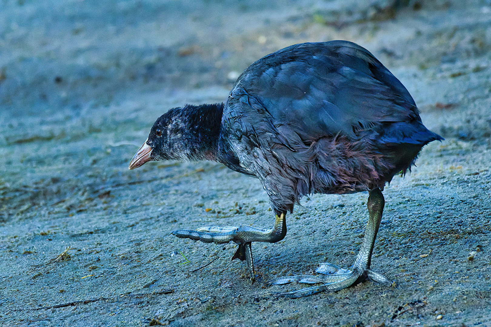 Vögel