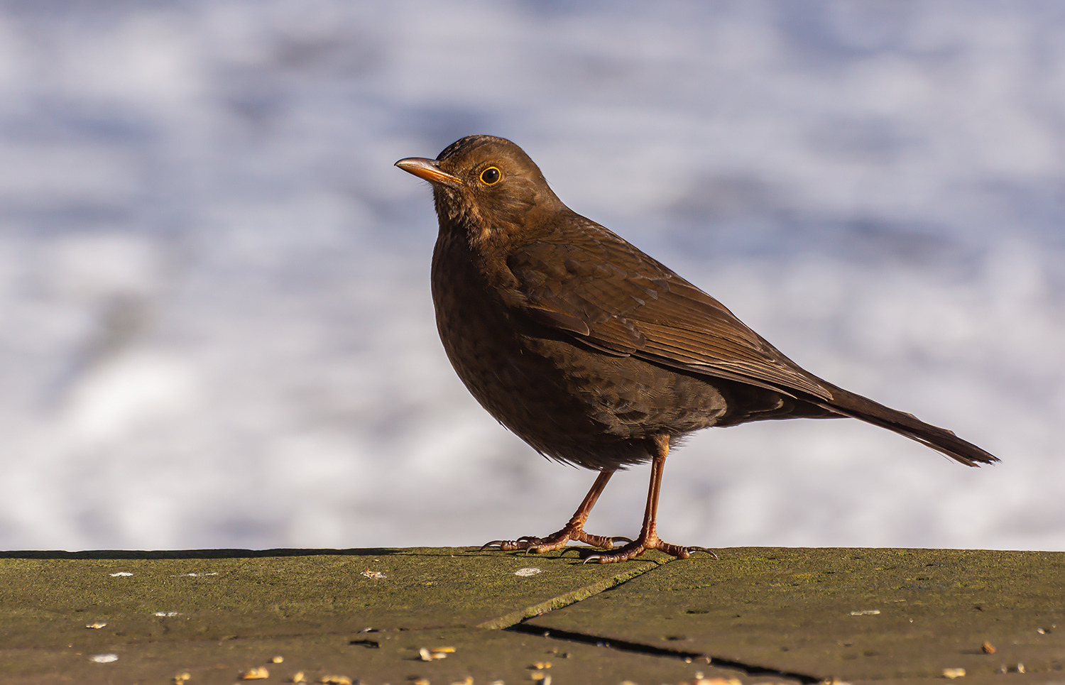 Amsel (Turdus merula L24 Jugendkleid)