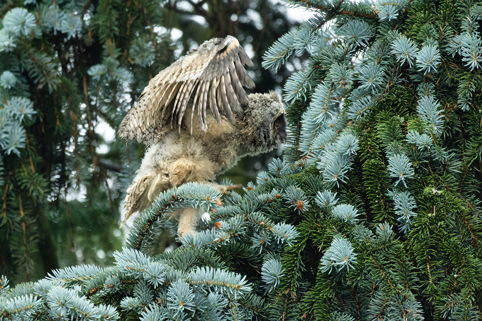 Vögel