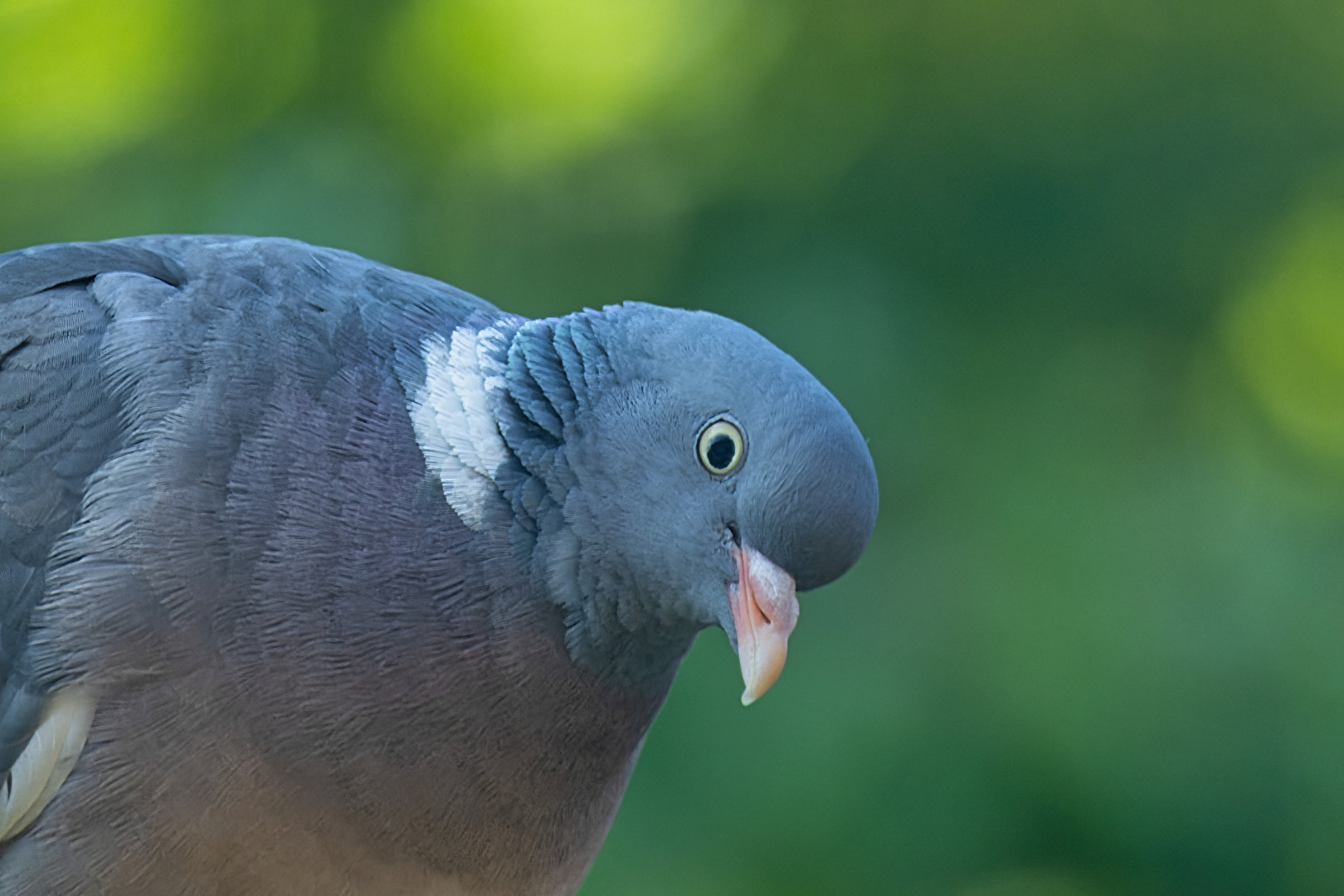 Vögel