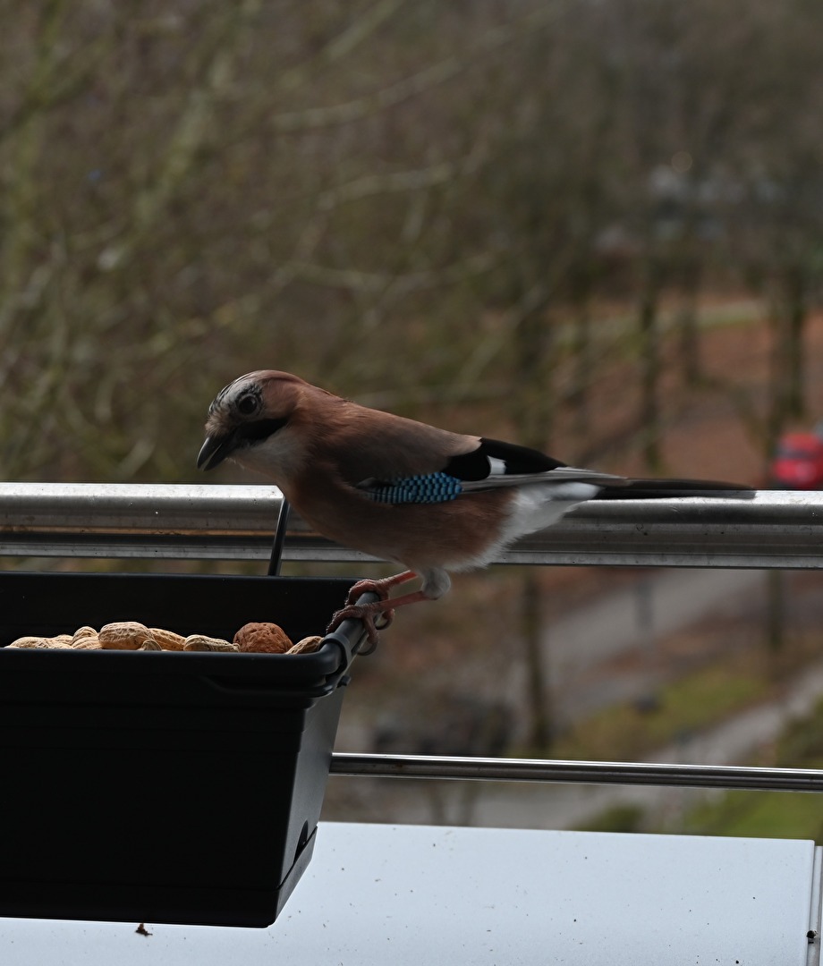 Eichelhäher beim Futter holen