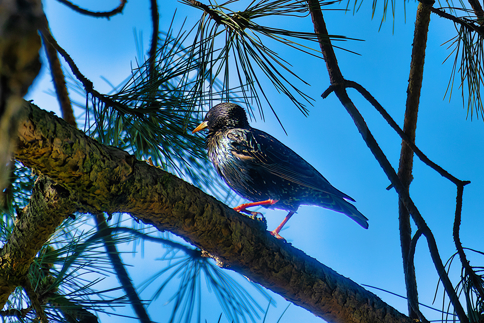 Vögel