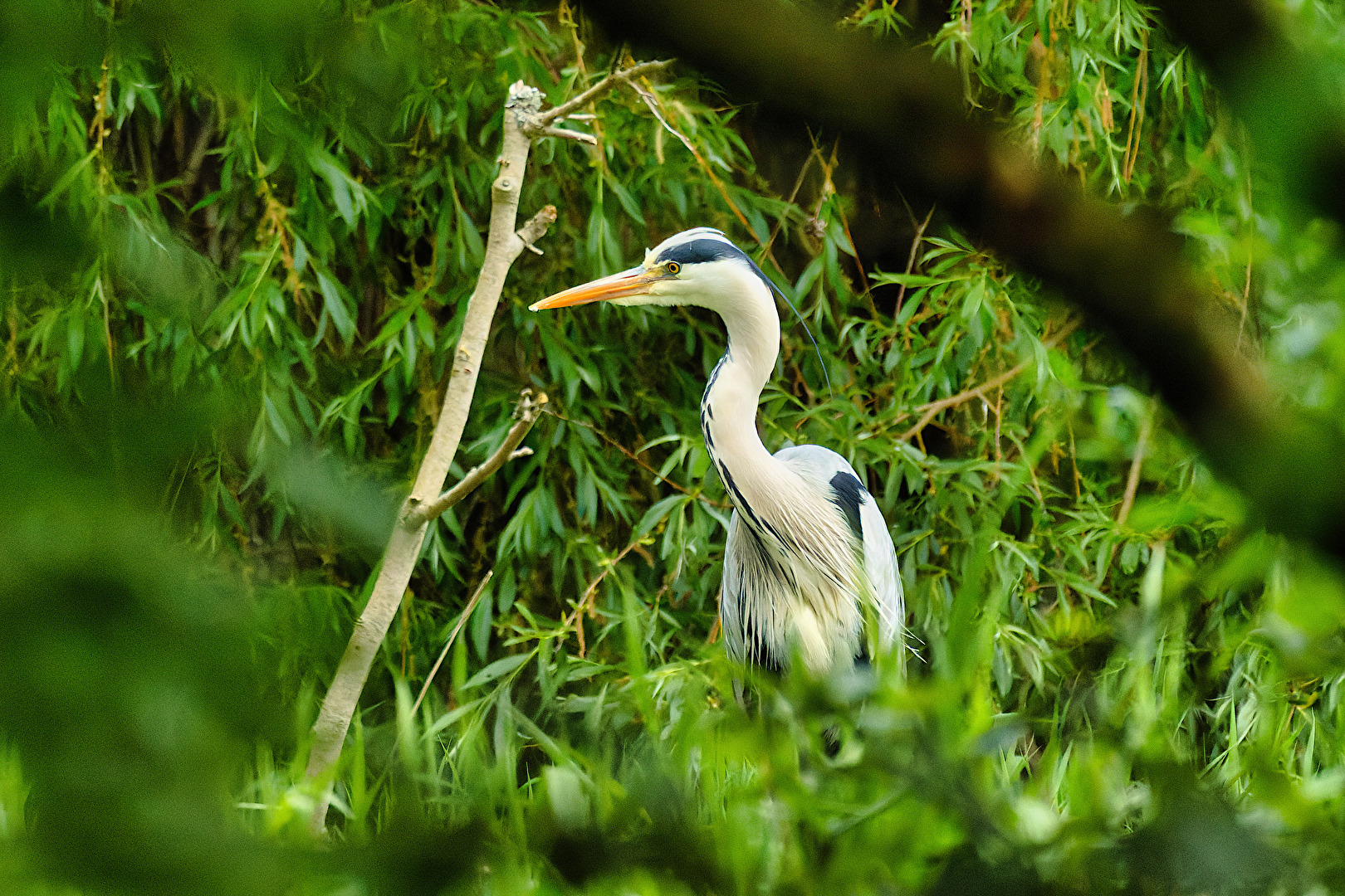 Vögel