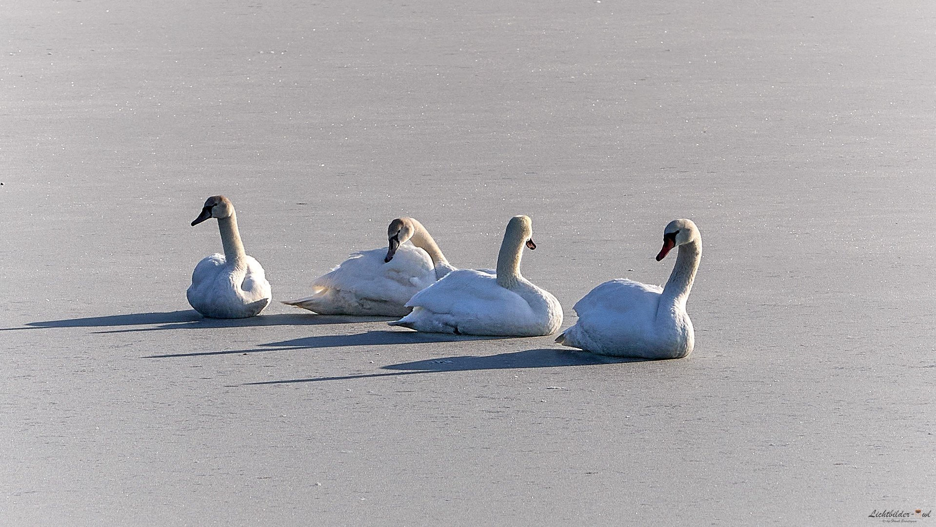 "Schwanensee"...