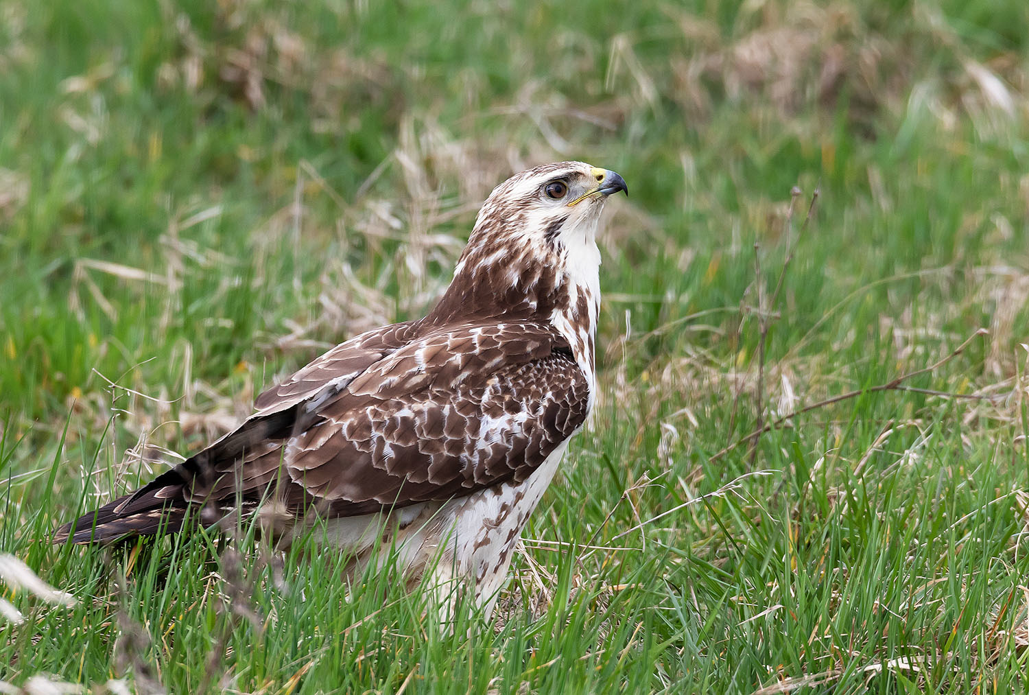 Mäusebussard mit Beute im Fang welche er gerade sichert