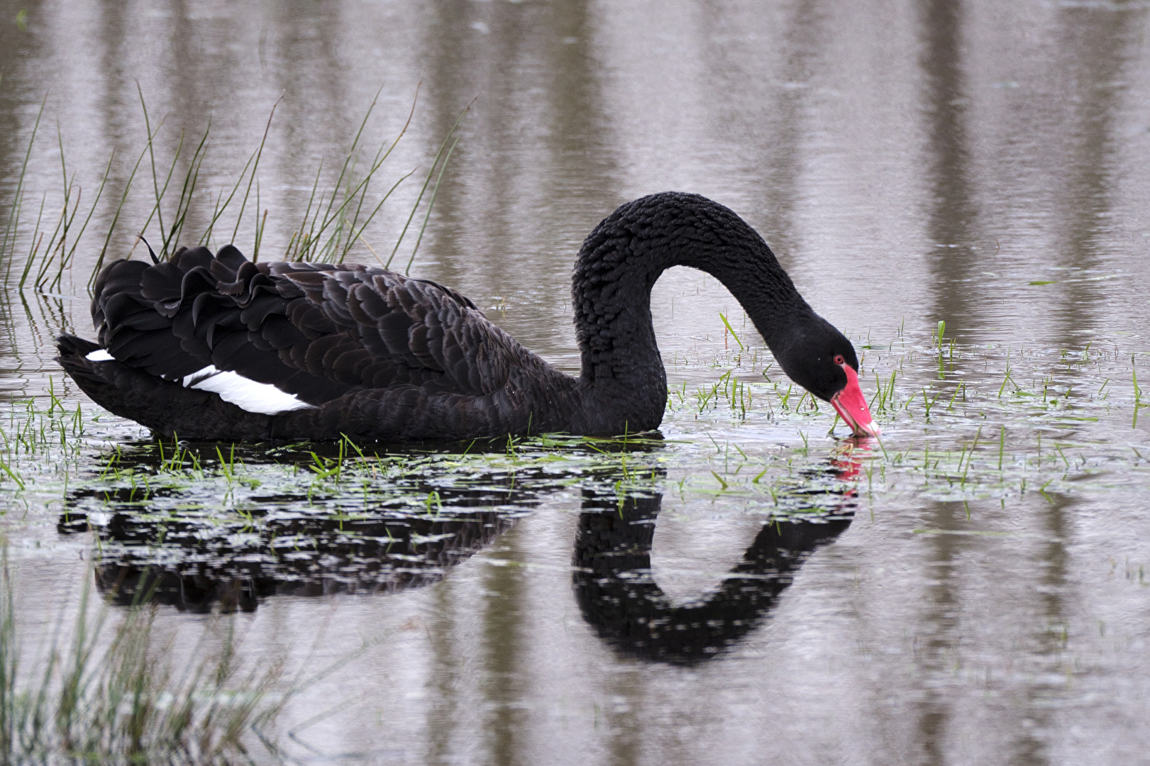 Schwarzschwan / Trauerschwan