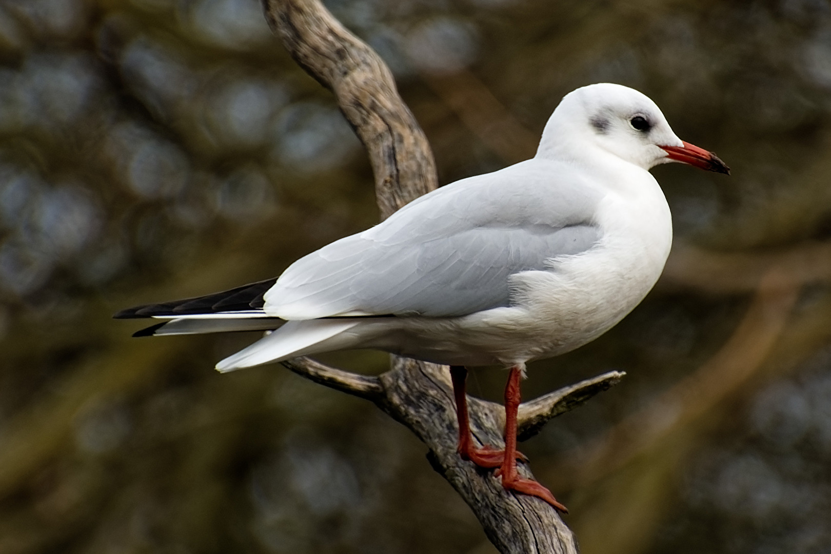 Möwe