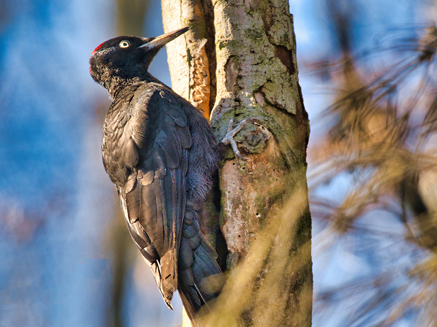 Vögel