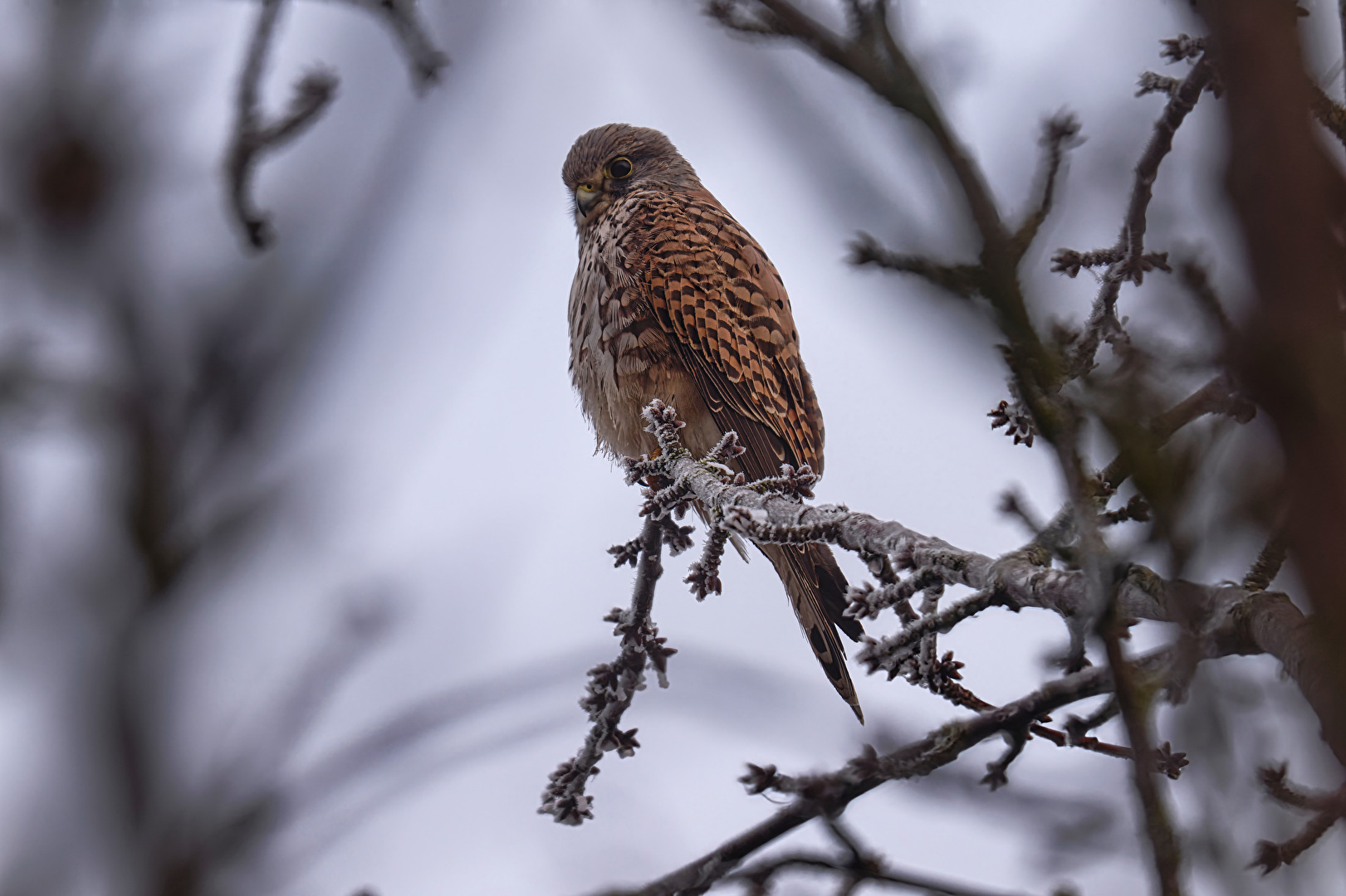 Bussard, Wanderfalke oder Habicht