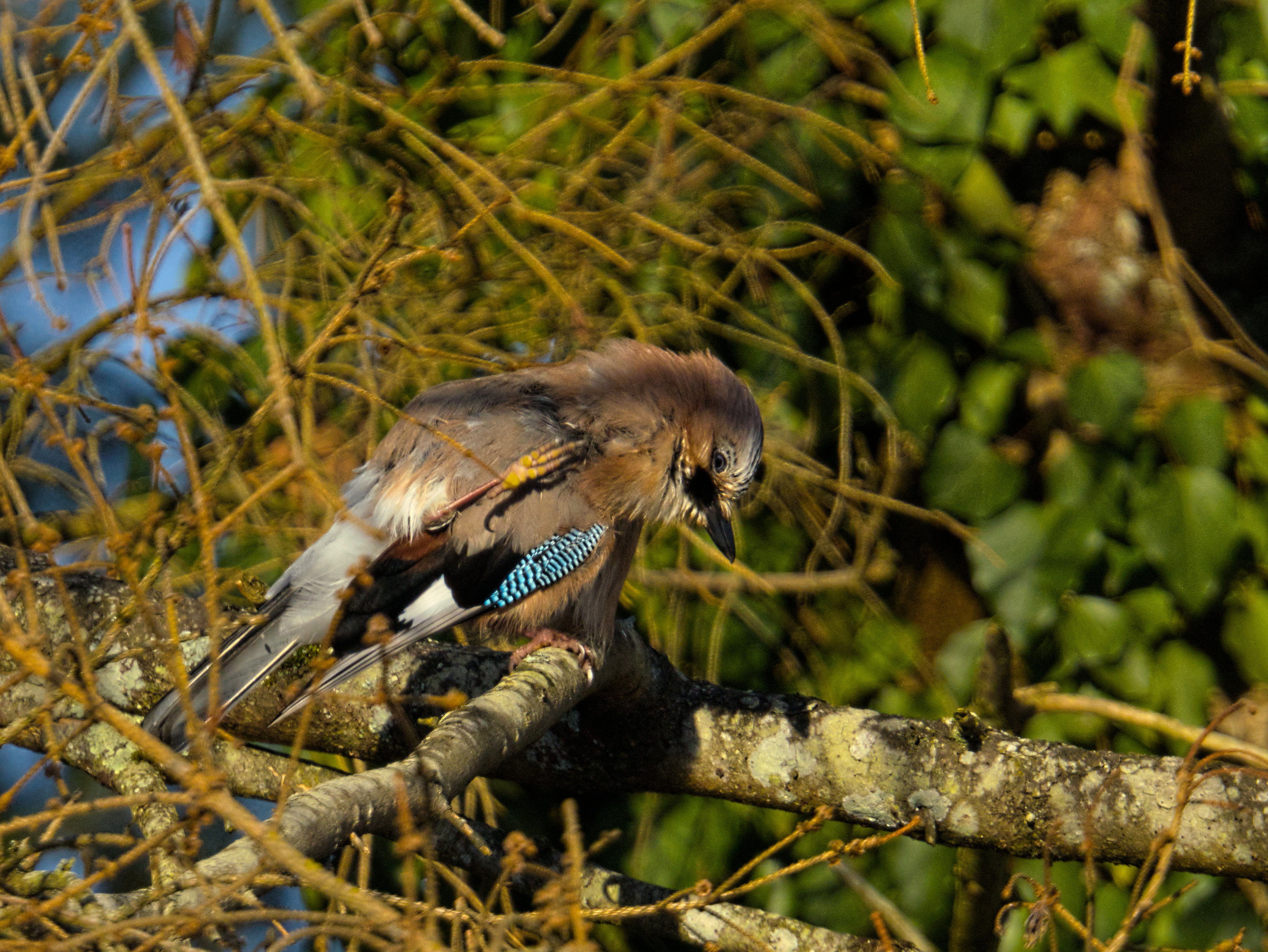 #Vögel - ....mit der ganz langen Tüte