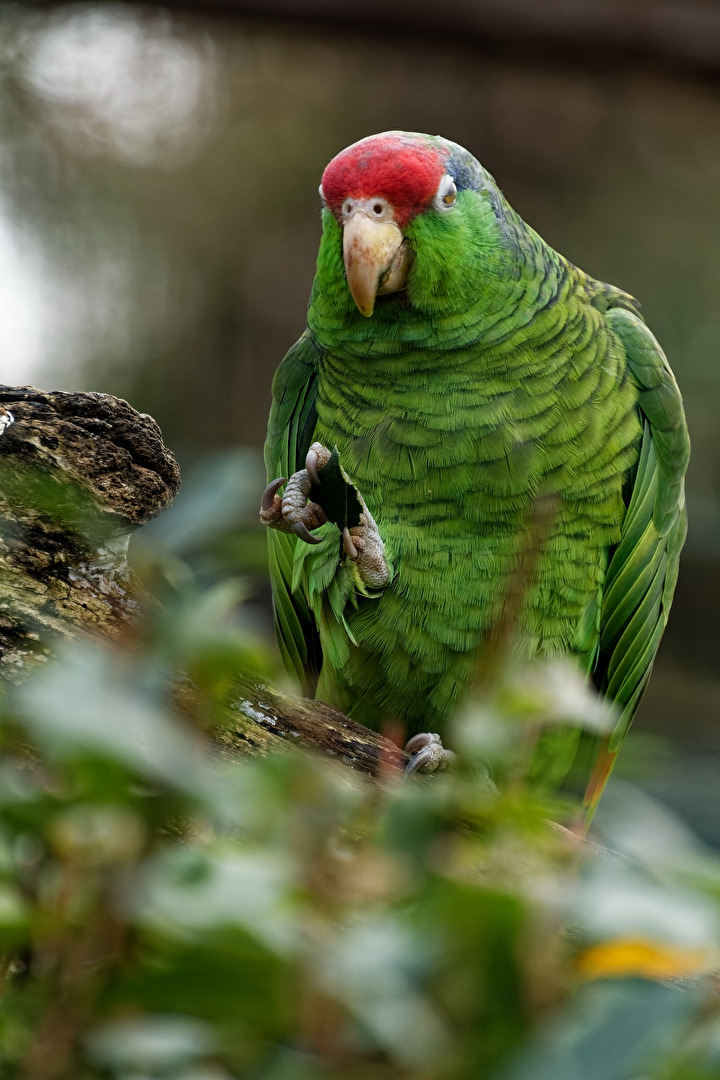 Tucuman - Amazone