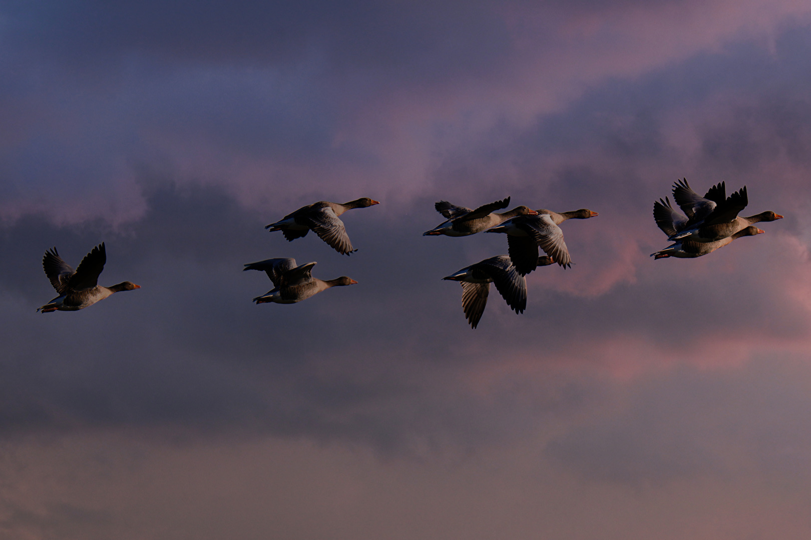 Graugänse am frühen Morgen