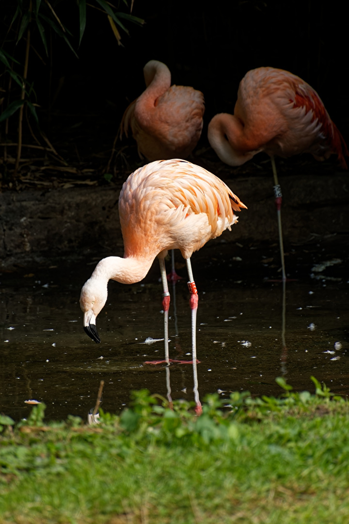 Flamingos