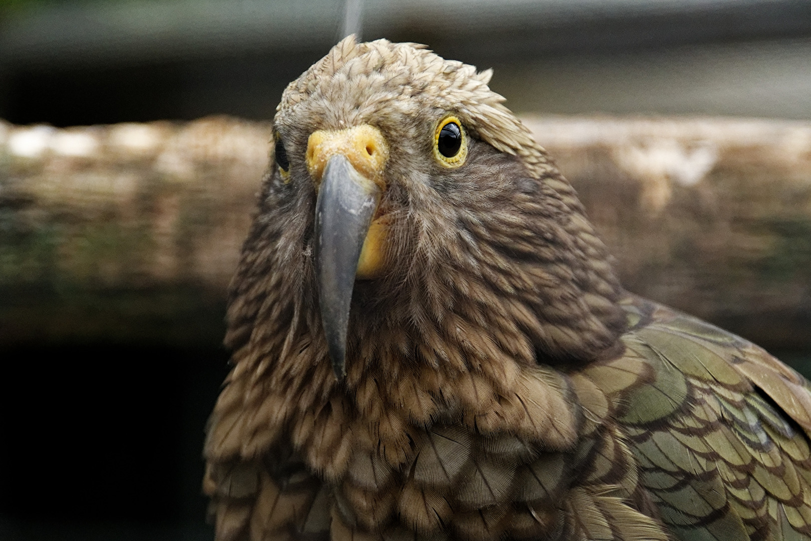 Kea