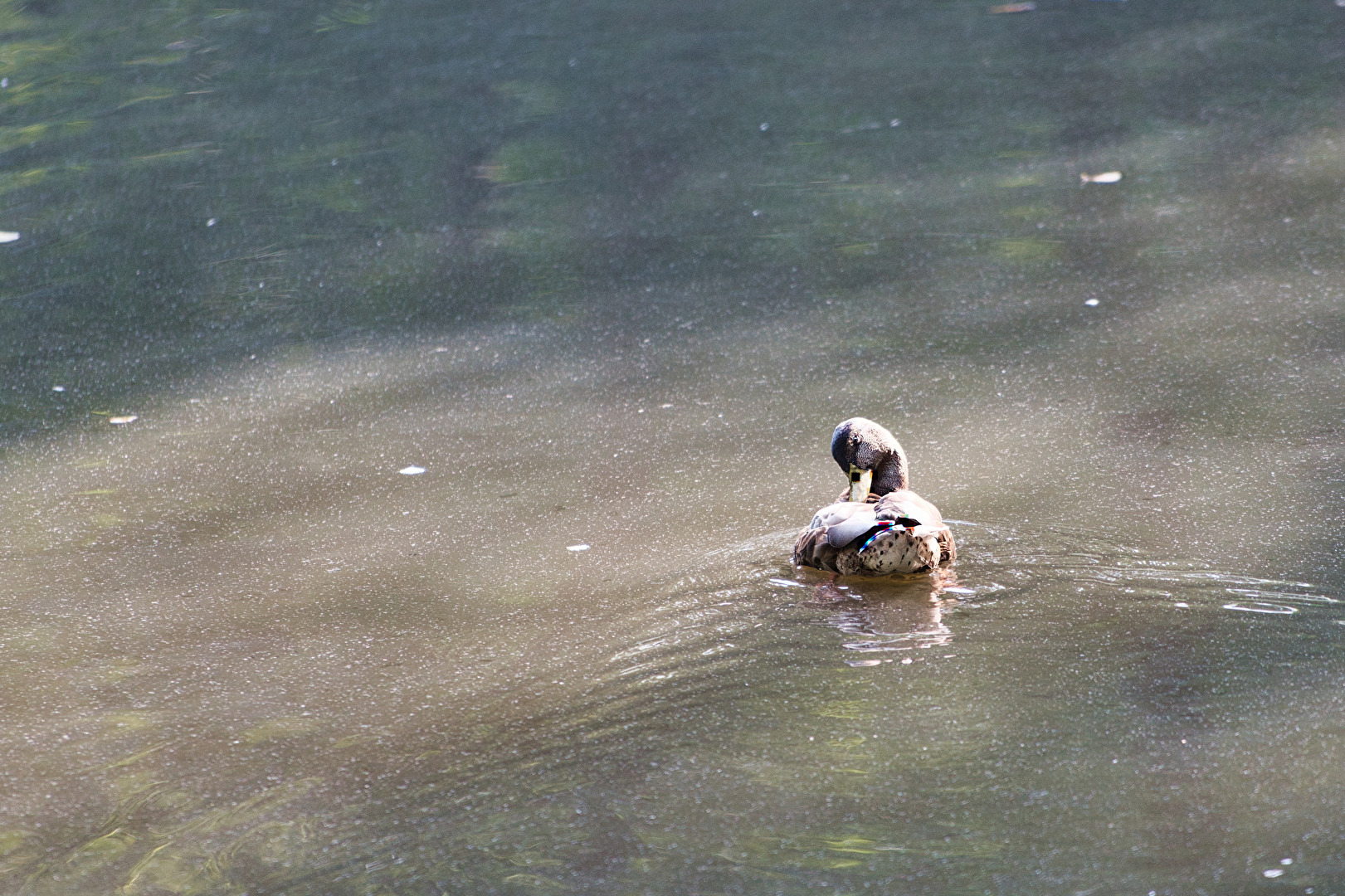 Vögel