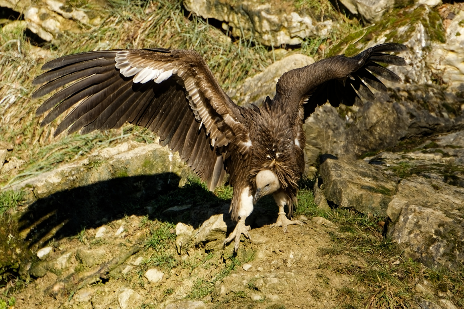 Gänsegeier