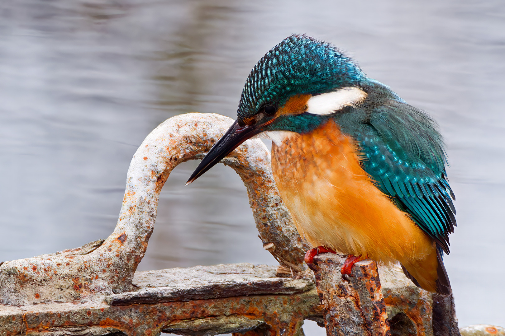 Eisvogel