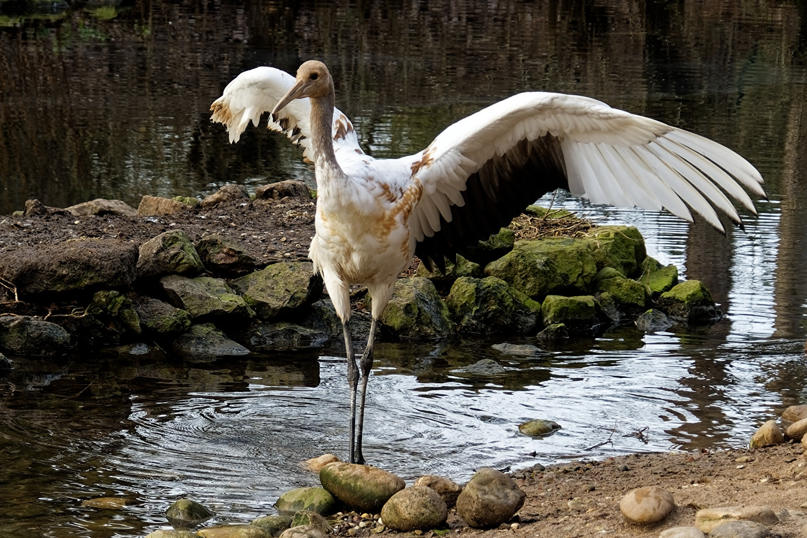 junger Mandschurenkranich