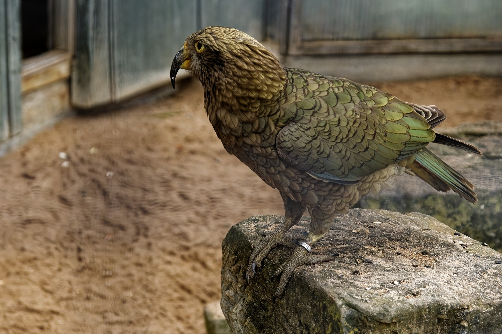 Kea
