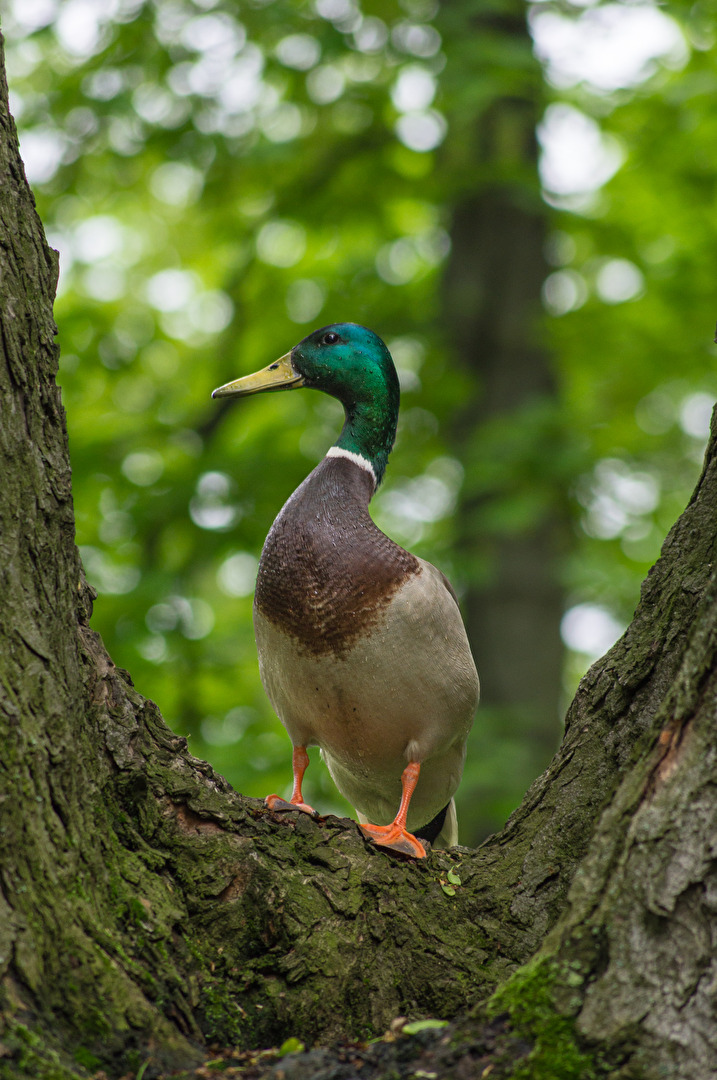 Ente im Porträtmodus