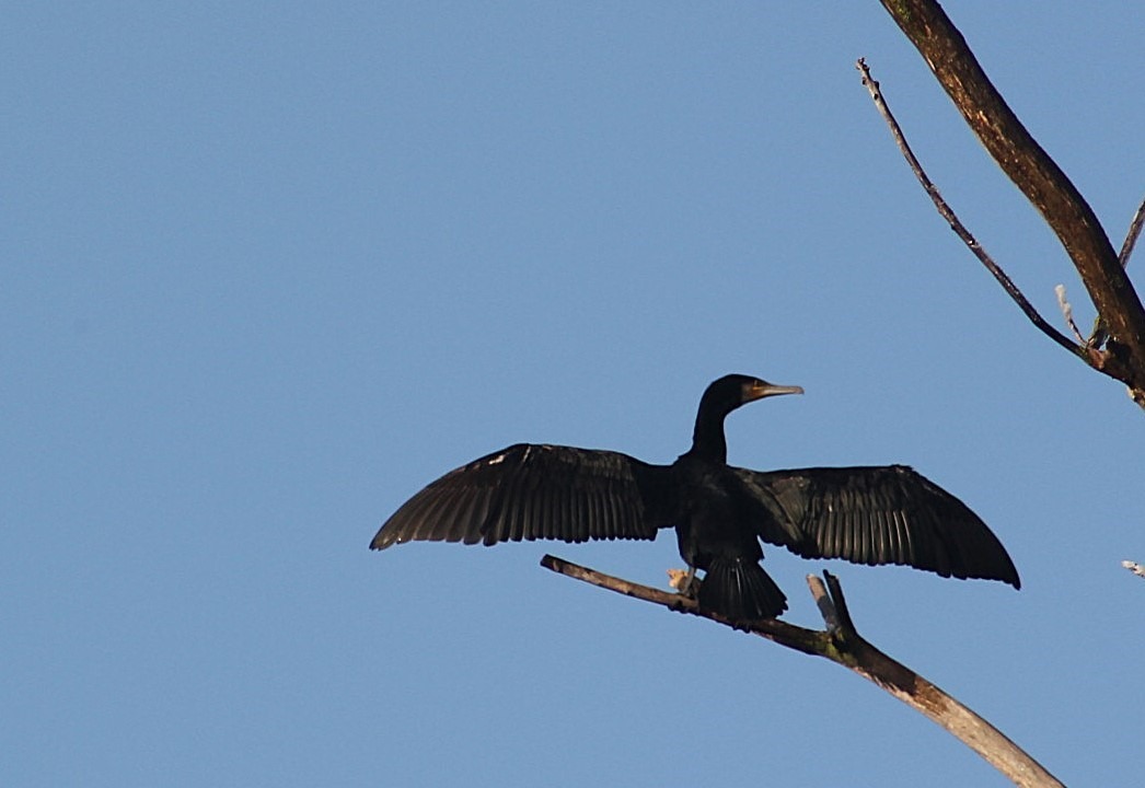 Kormoran