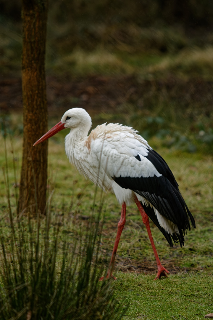 Storch