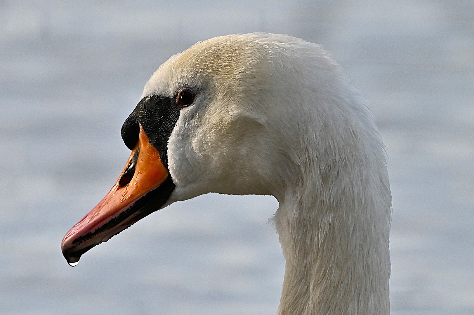 Wo ist Leda? (#Tiere)