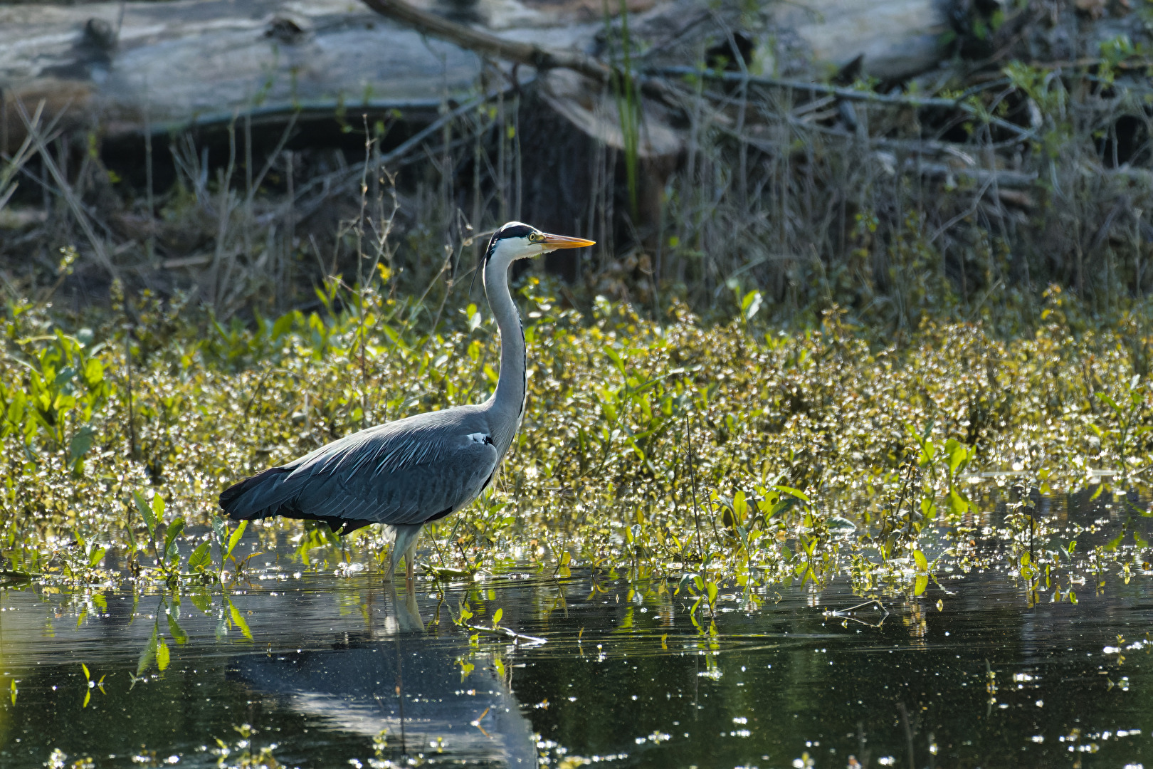 Vögel