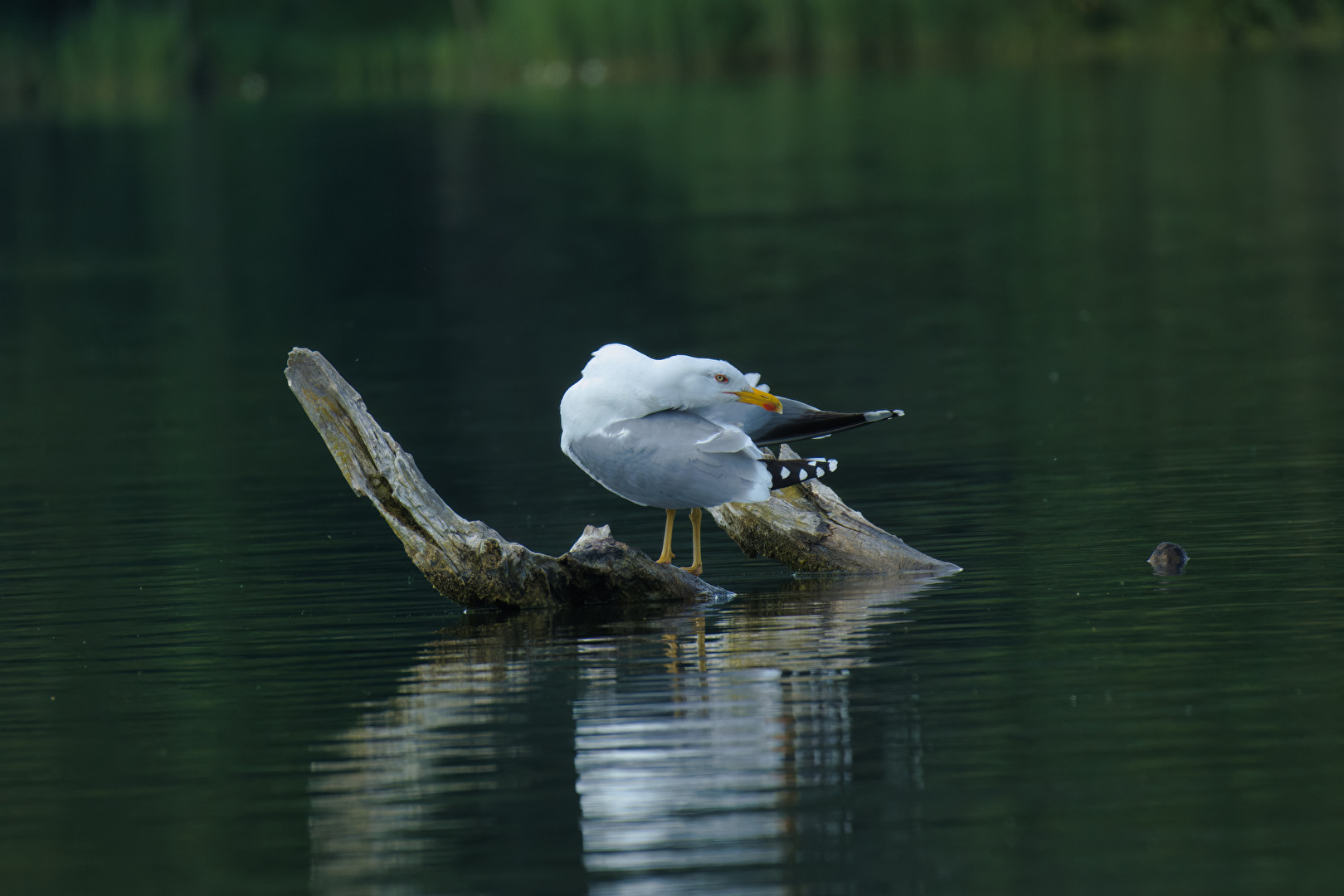 Vögel