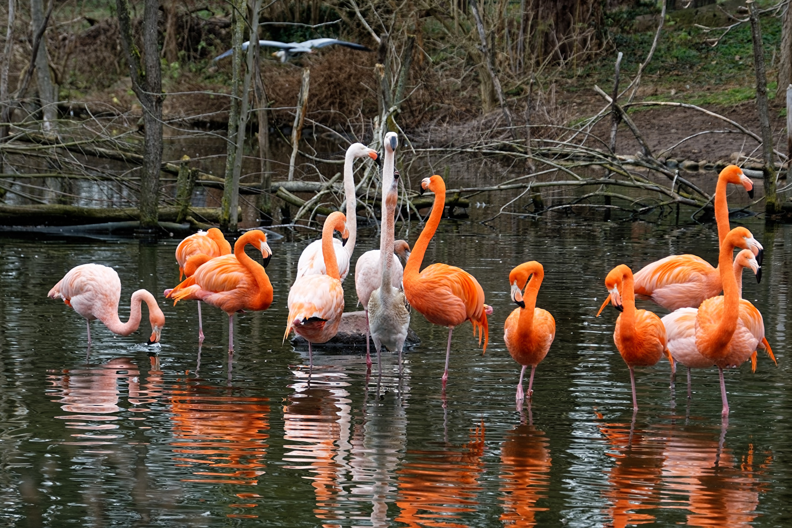 Flamingos