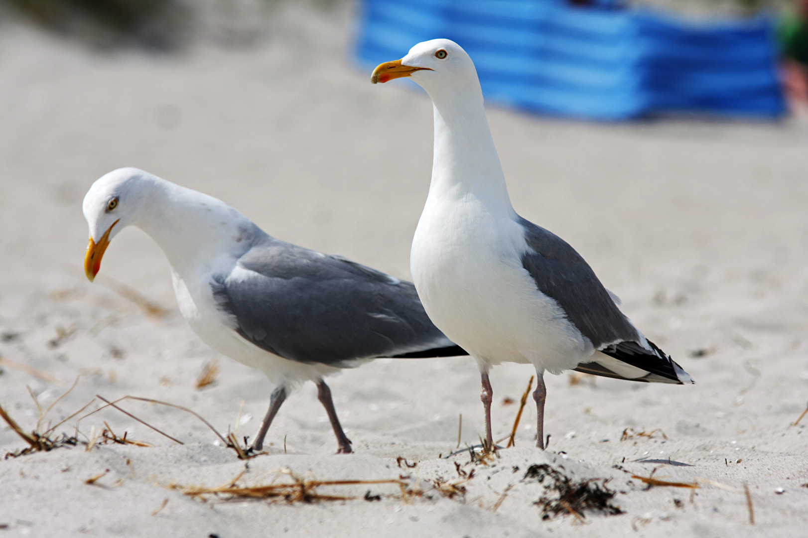 #Vögel /#Tiere / Möwen