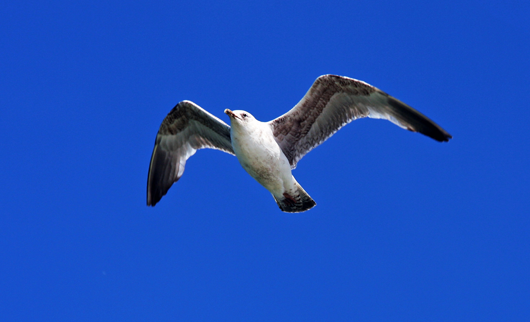 Möwe