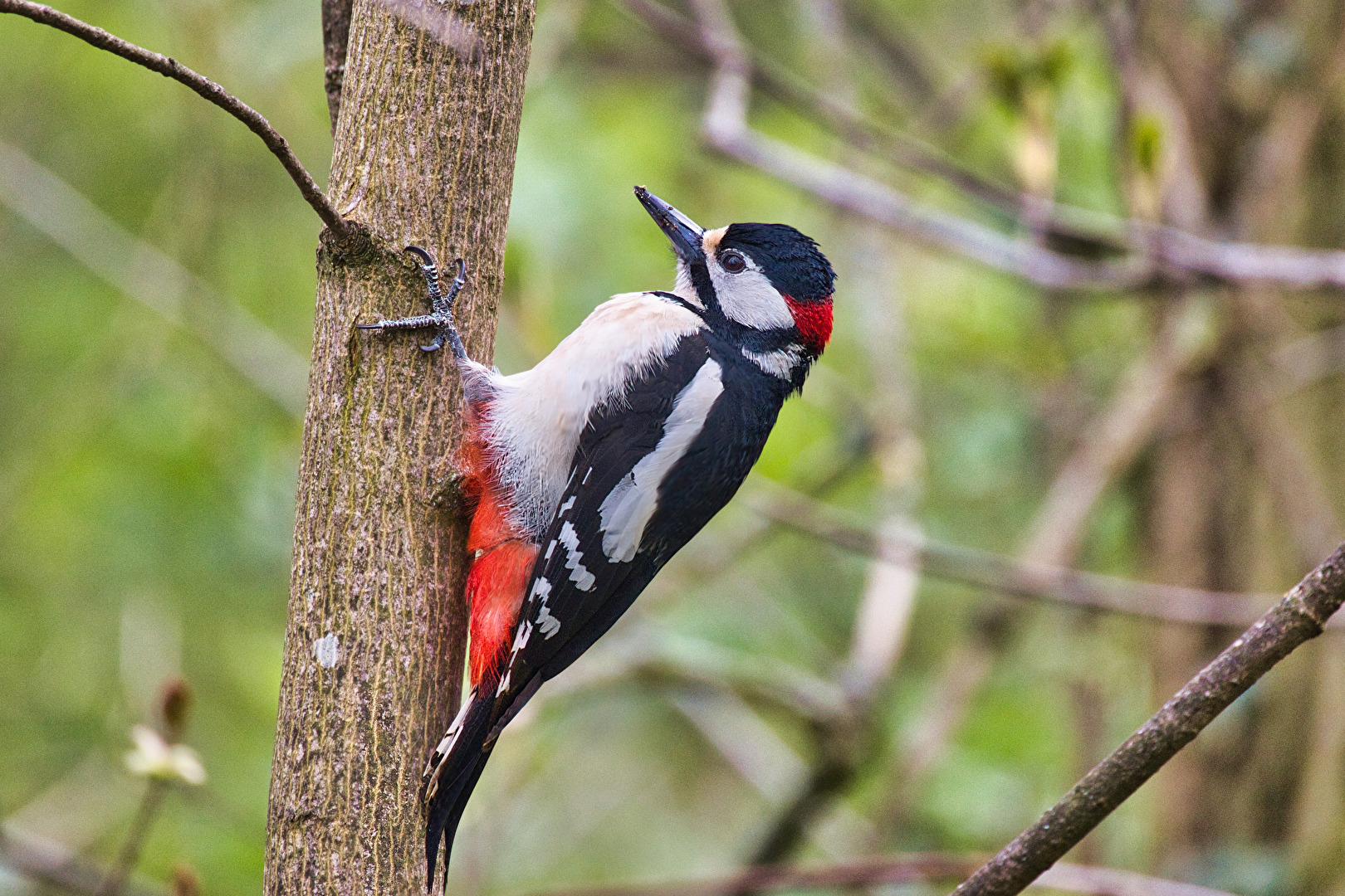 Vögel