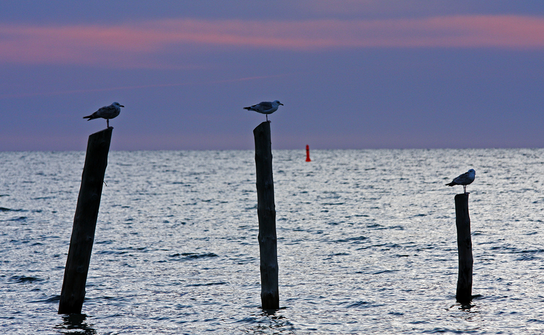 #Vögel - Möwen am Morgen