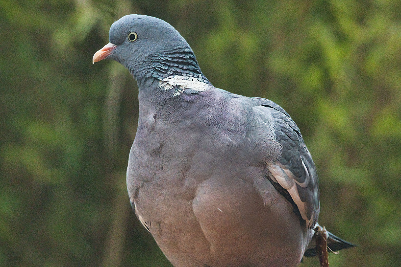 Vögel