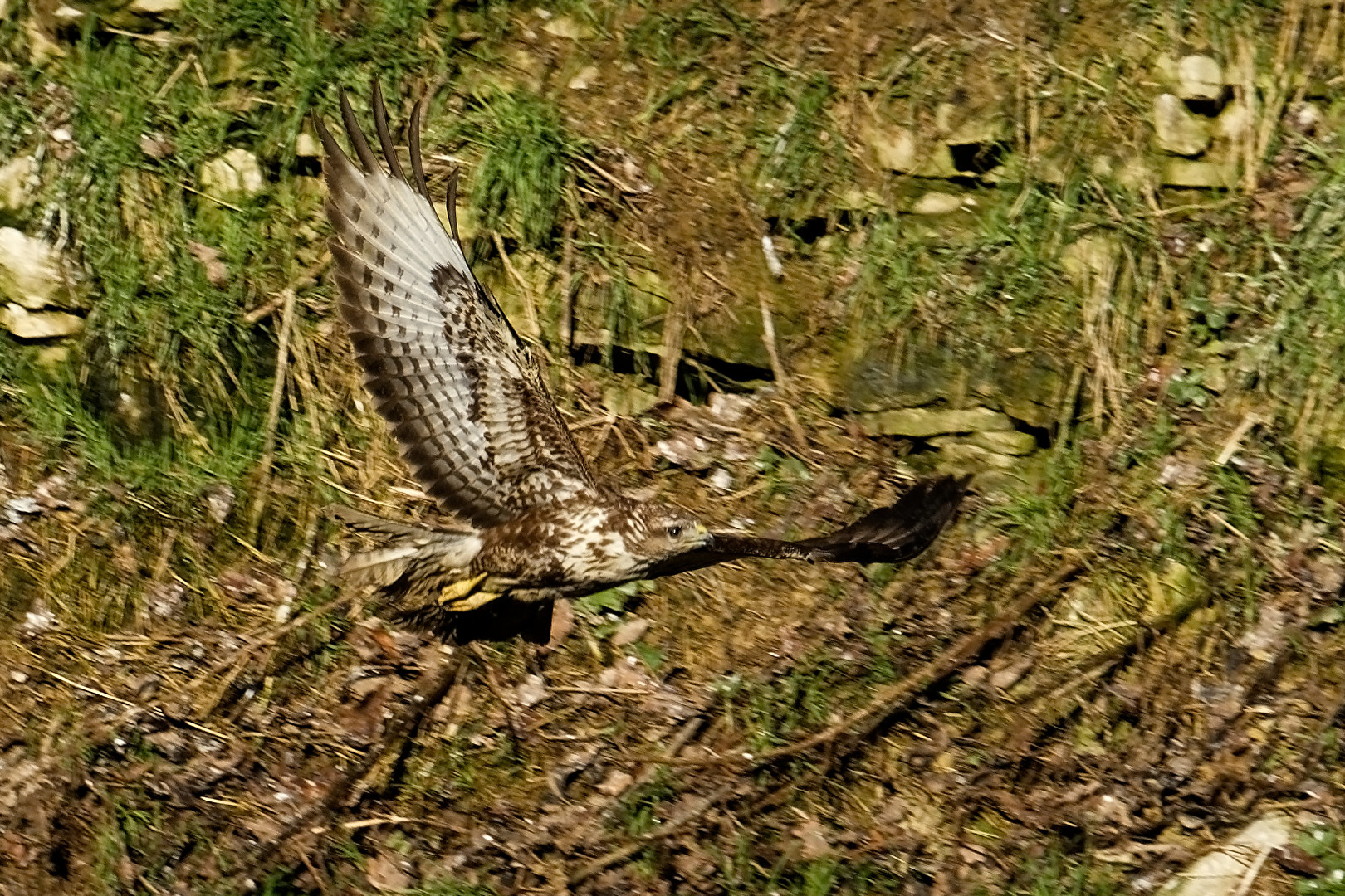 Mäusebussard