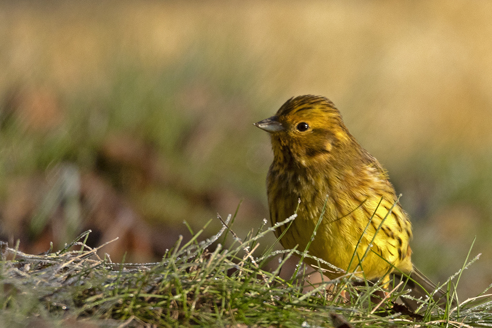 Goldammer in Gedanken?